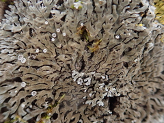 Physconia distorta