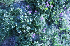 Phacelia minor