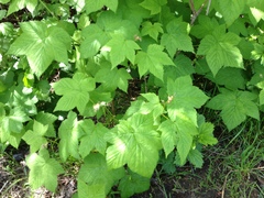 Rubus parviflorus