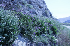 Phacelia minor