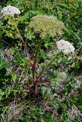 Magadania olaensis