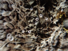 Physconia distorta