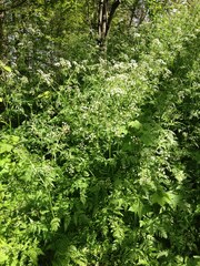 Anthriscus sylvestris