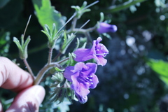 Phacelia minor