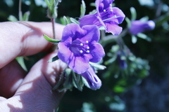 Phacelia minor