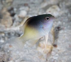 Chrysiptera rollandi