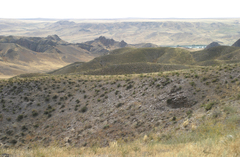 Caragana balchaschensis