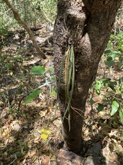 Trichocentrum ascendens