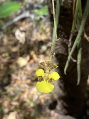 Trichocentrum ascendens