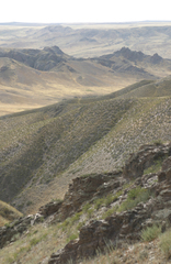 Caragana balchaschensis