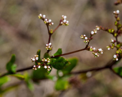 Mitreola