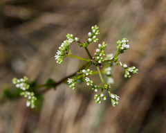Mitreola
