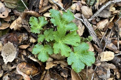 Sanicula crassicaulis