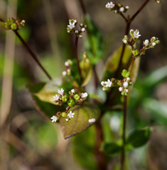 Mitreola
