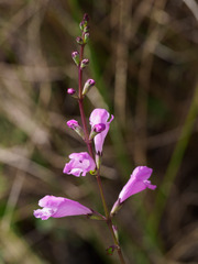 Physostegia purpurea