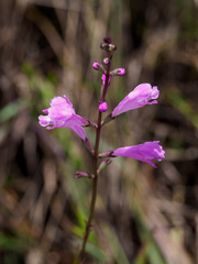 Physostegia purpurea