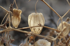 Physalis crassifolia