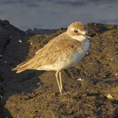 Charadrius mongolus