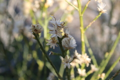 Lepidospartum squamatum