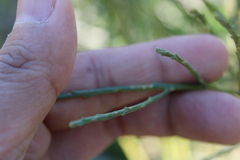 Lepidospartum squamatum