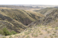 Caragana balchaschensis