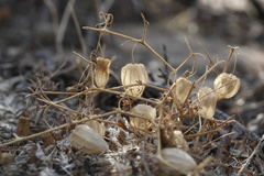Physalis crassifolia