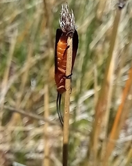 Plectrotarsus gravenhorsti