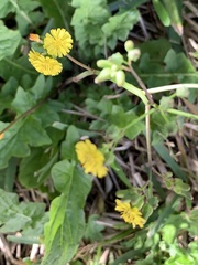 Youngia