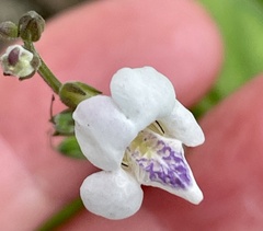 Asystasia intrusa