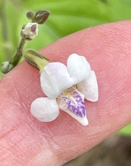 Asystasia intrusa