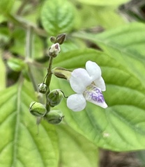 Asystasia intrusa
