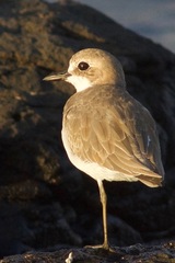 Charadrius leschenaultii
