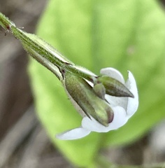 Asystasia intrusa