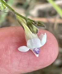 Asystasia intrusa