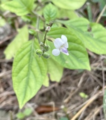 Asystasia intrusa