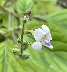 Asystasia intrusa
