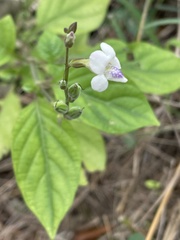 Asystasia intrusa