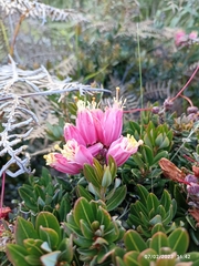 Bejaria