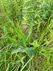 Rumex hydrolapathum