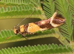 Macrobathra chrysotoxa