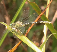 Gomphidae