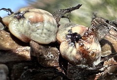 Toumeyella