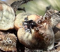 Toumeyella
