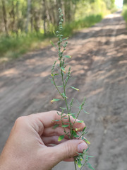 Chenopodium betaceum