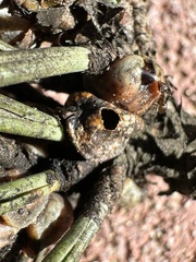 Toumeyella