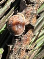 Toumeyella