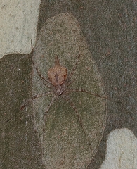 Tamopsis