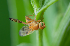 Xyphosia miliaria