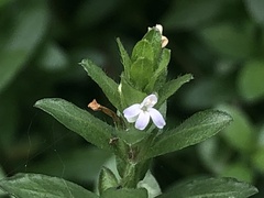 Hygrophila polysperma