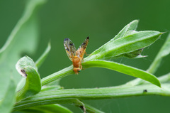Xyphosia miliaria